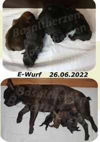 Welpen; Franz&ouml;sische Bulldoggen Welpen; Bully-Welpen